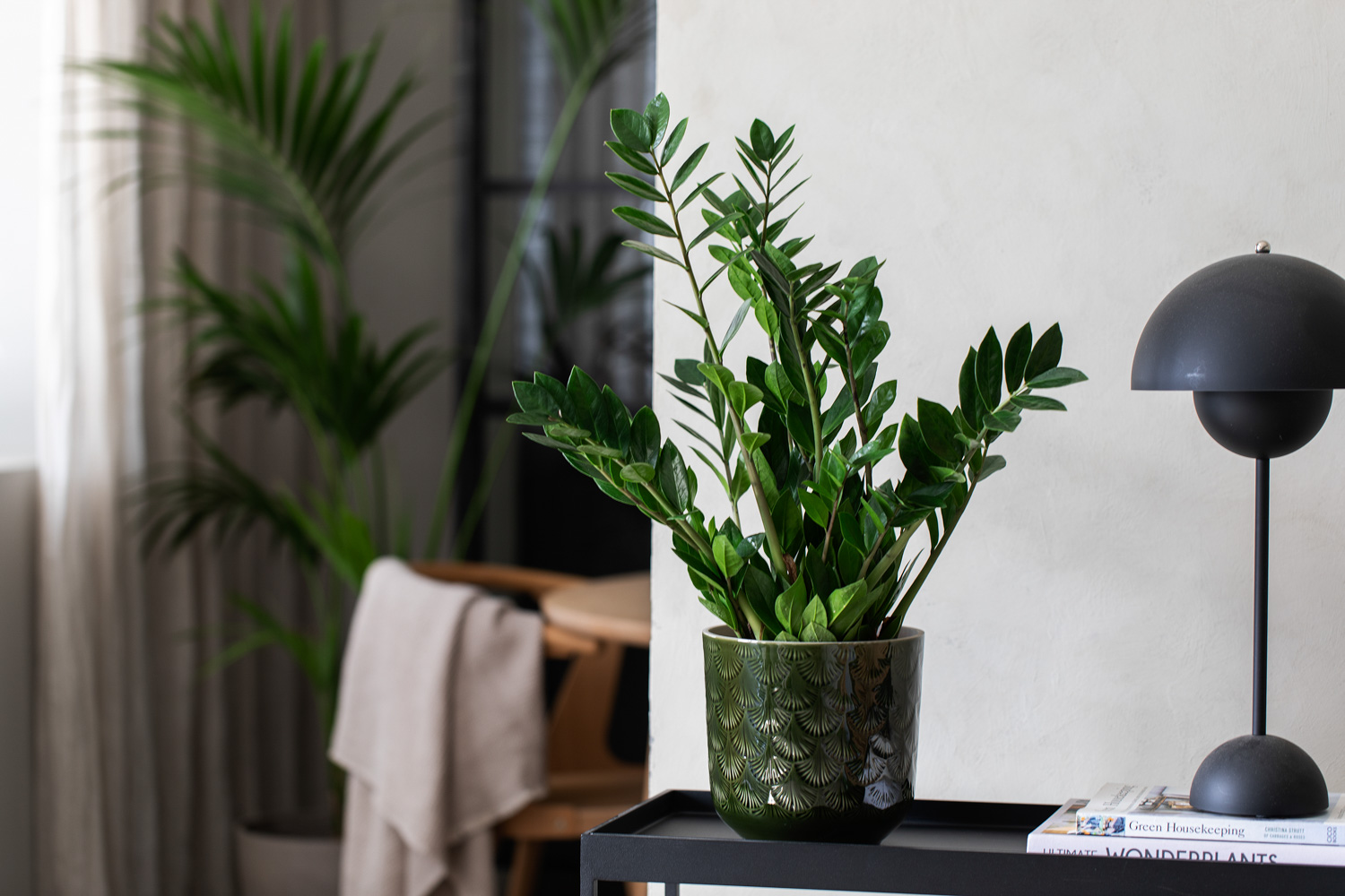 Smaragdpalme (Zamioculcas)